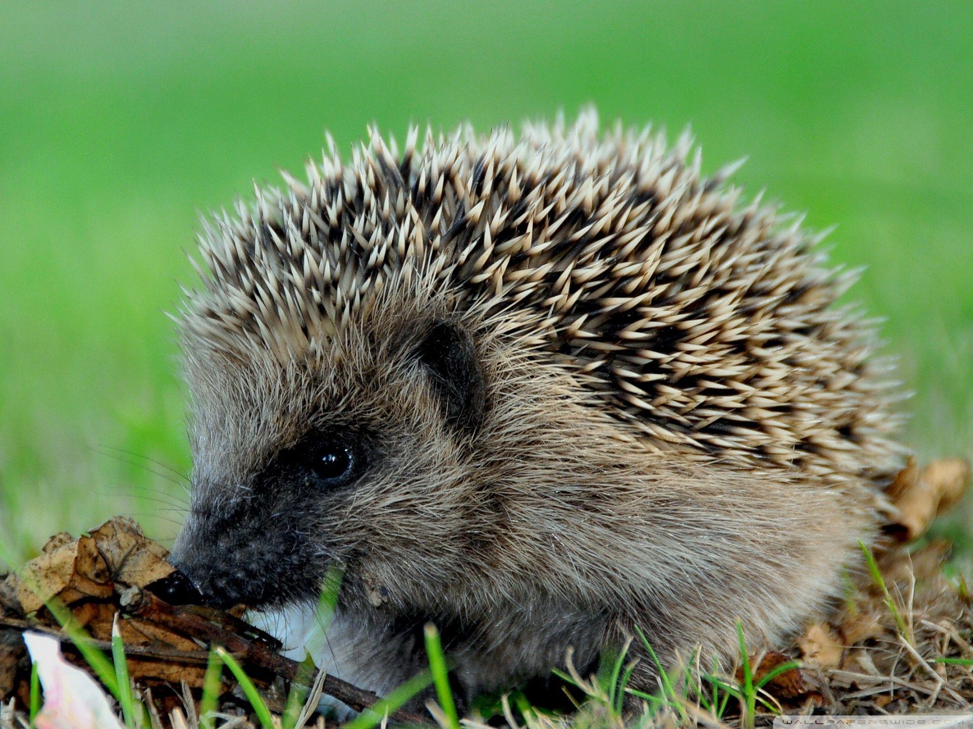 Cute Hedgehog ❤ 4K HD Desktop Wallpapers for 4K Ultra HD TV • Tablet