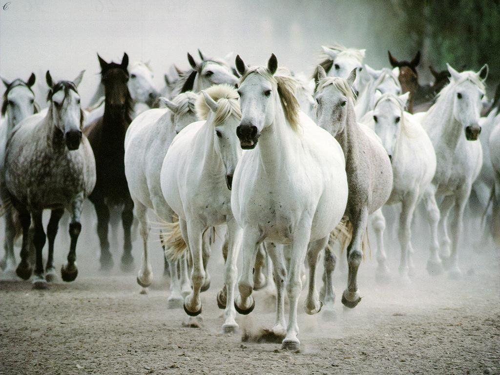 Horse White HD Wallpapers Android Wallpapers computer