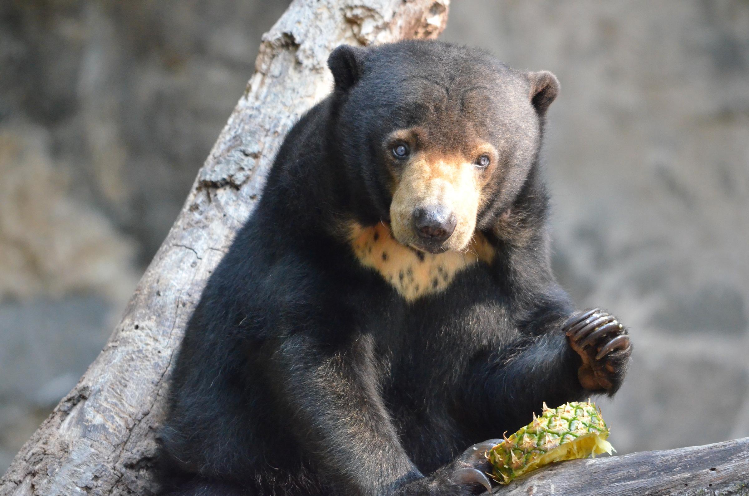 Sun Bear Hd Wallpapers