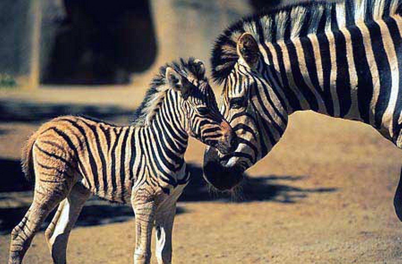 Newborn Zebra