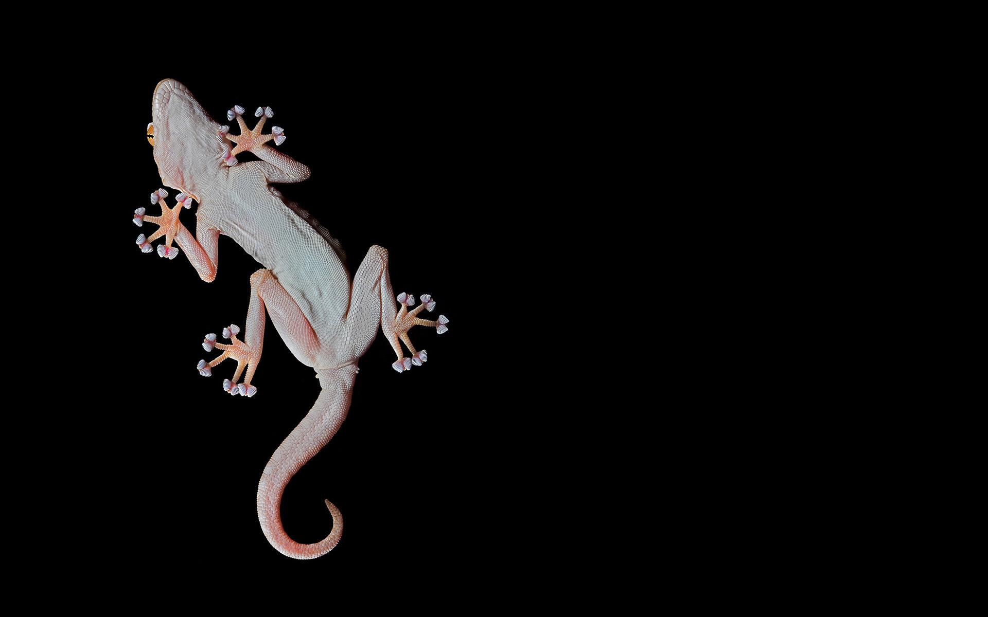 Gecko HD Wallpapers