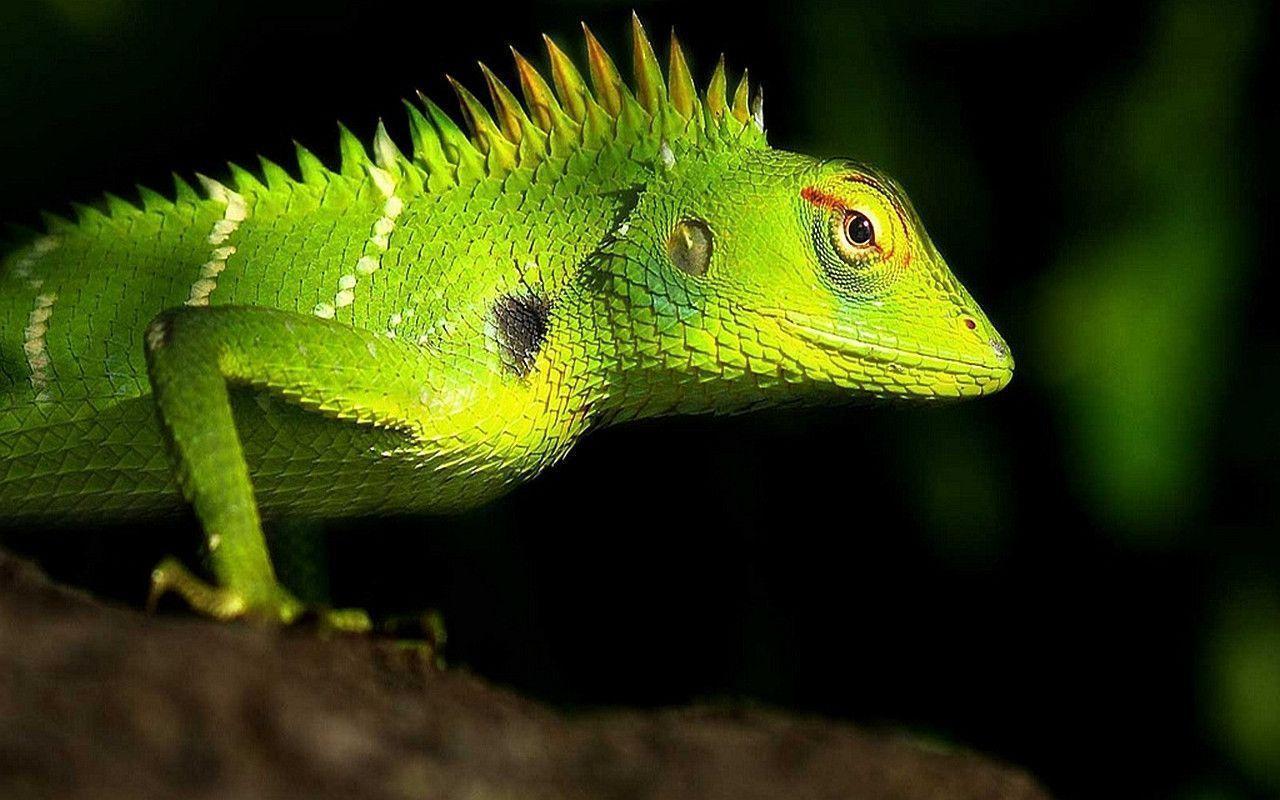 269 Lizard Wallpapers