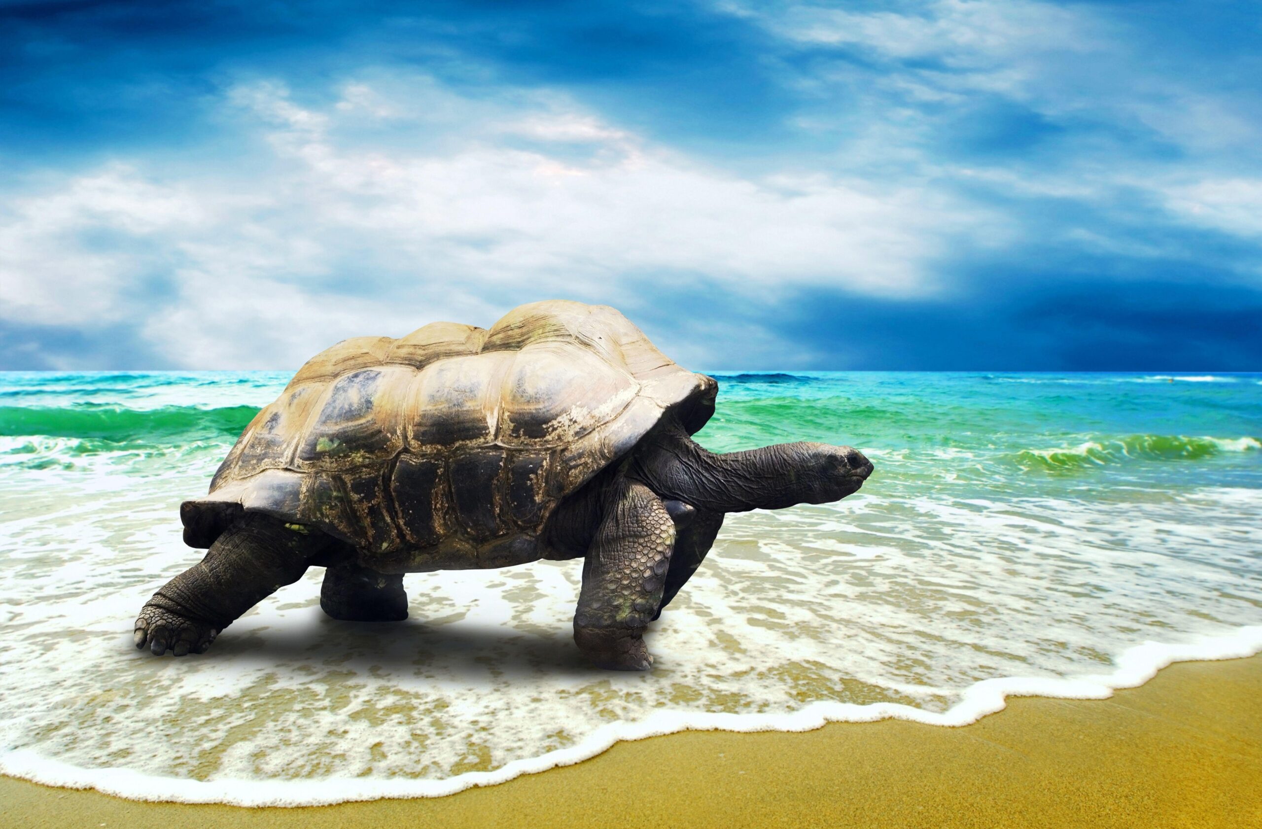 224 Turtle HD Wallpapers