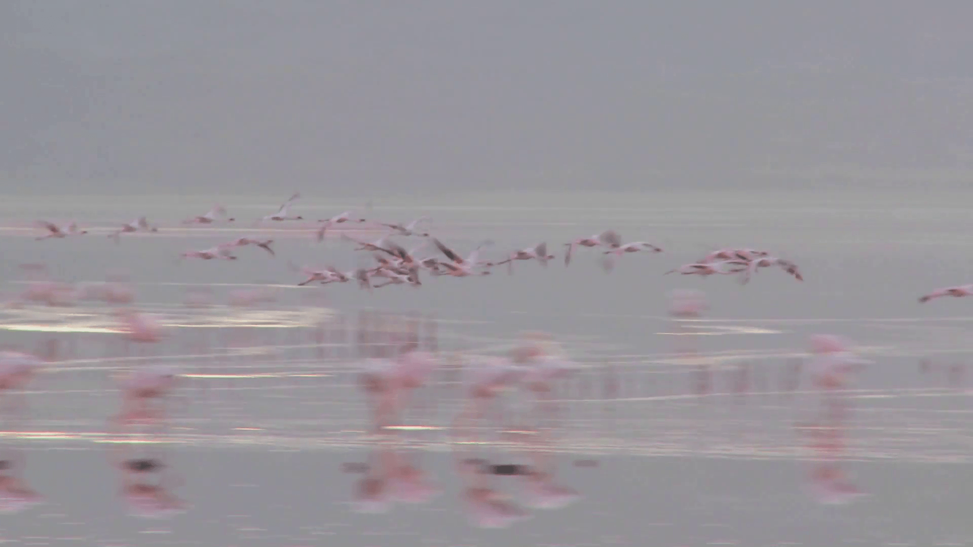 Flamingos flying across Lake Nakuru, Kenya. Stock Video Footage