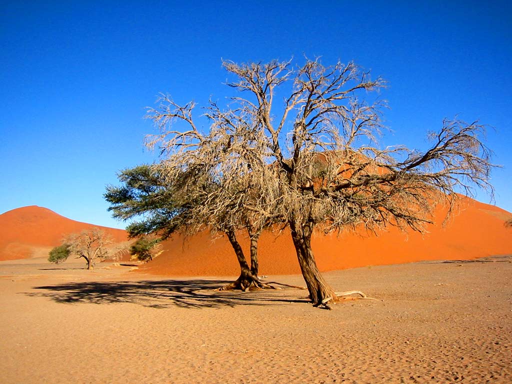 Namibia Wallpapers: Desert, Dunes, Zebra, Etosha National Park