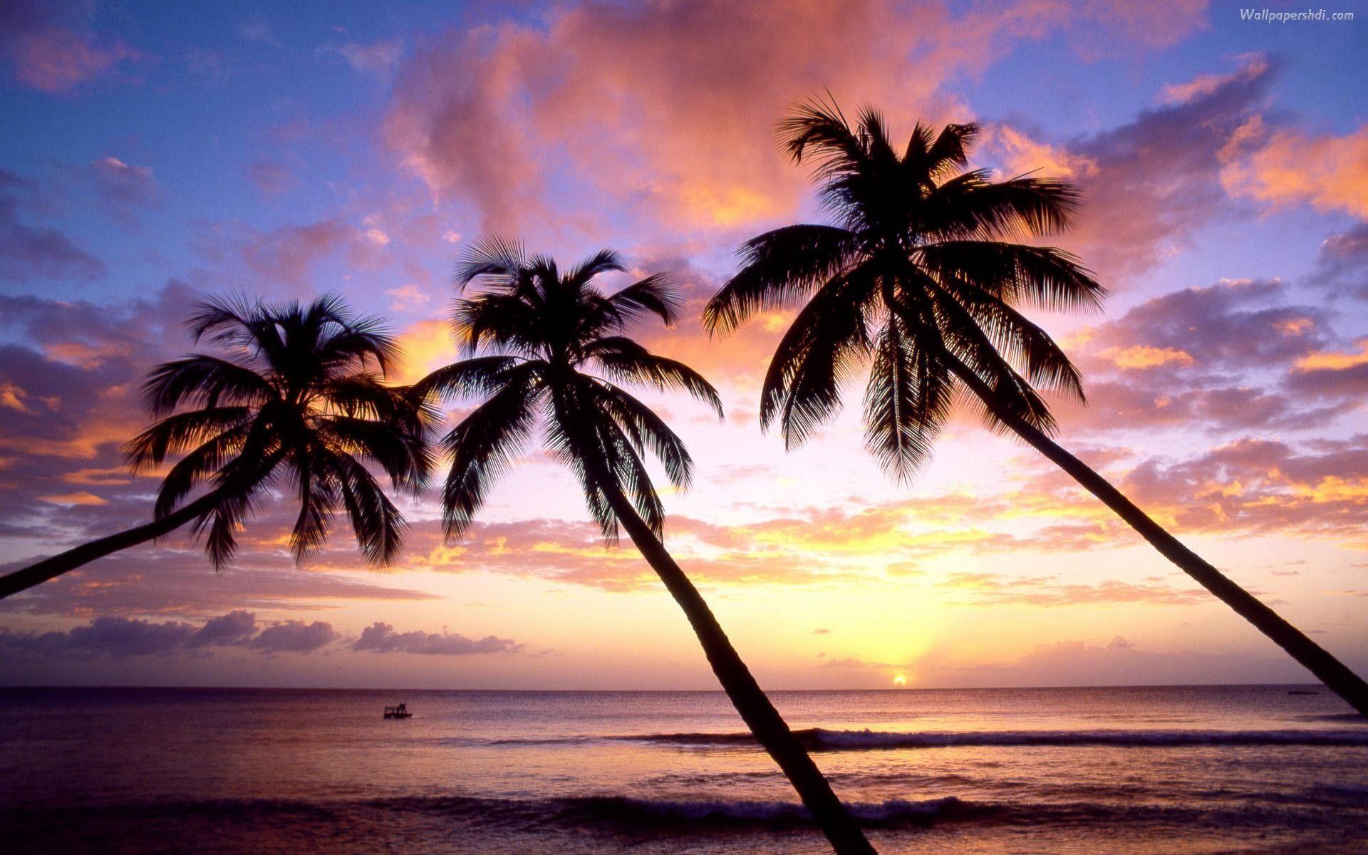 8957 palm tree wallpapers desktop