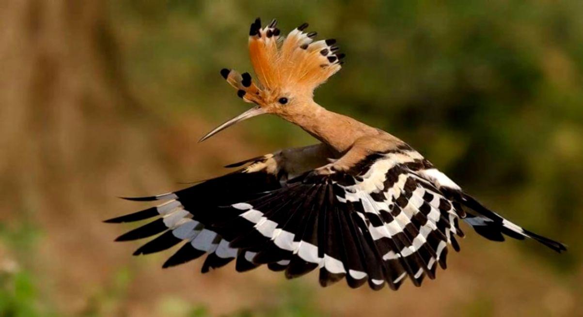 The Hoopoe Hd Wallpapers