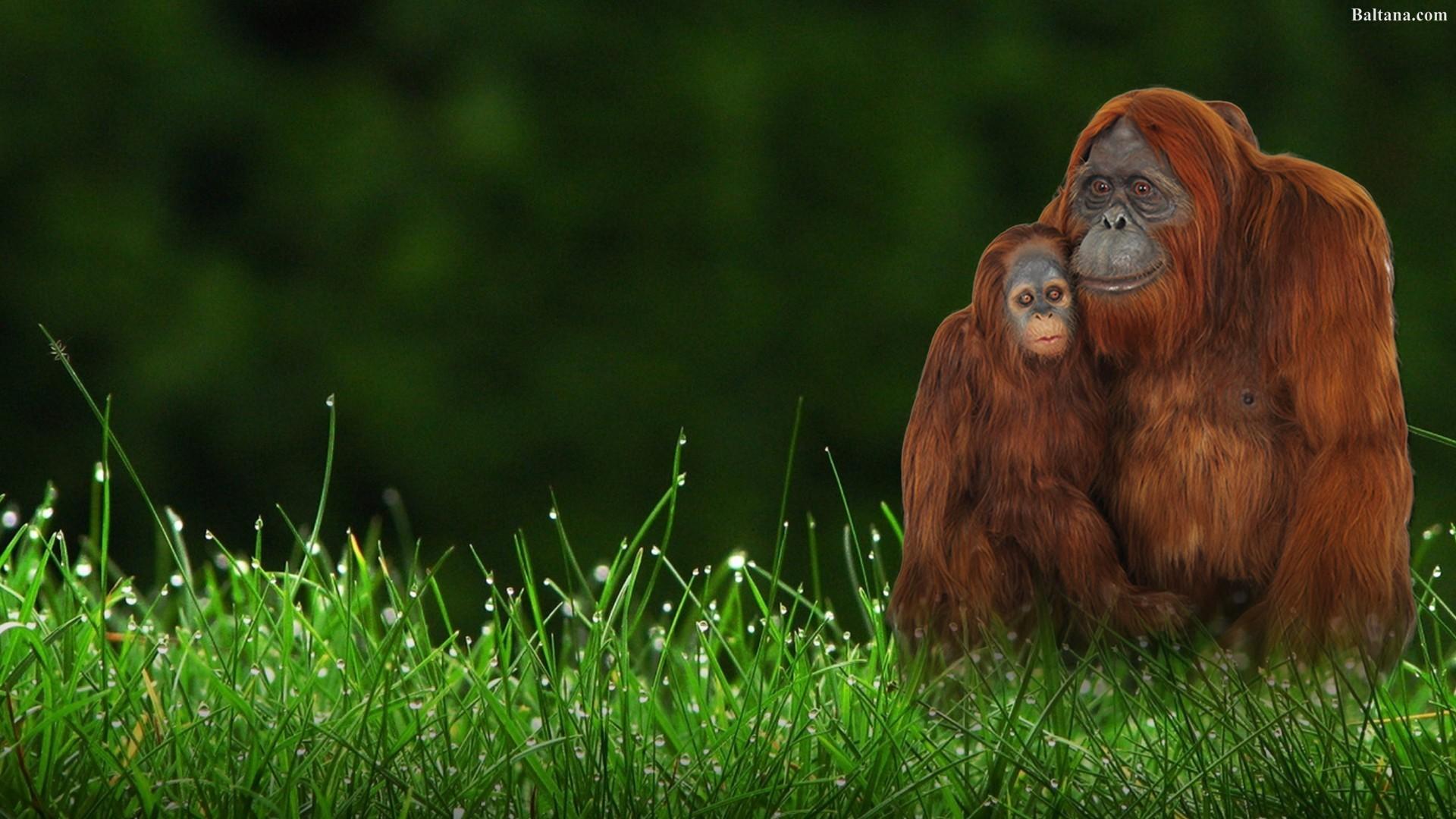 Orangutan HD Wallpapers 31614