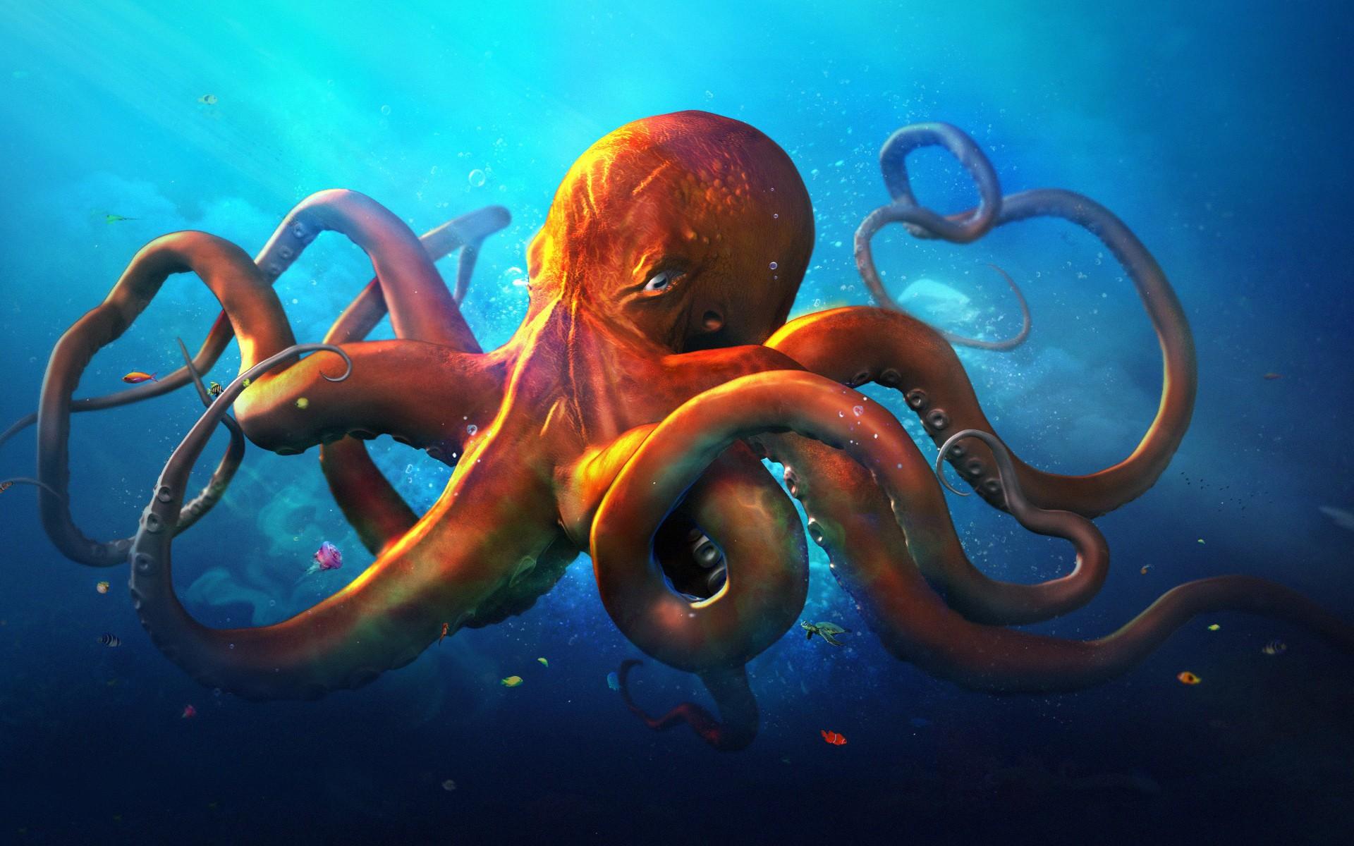 Octopus Wallpapers