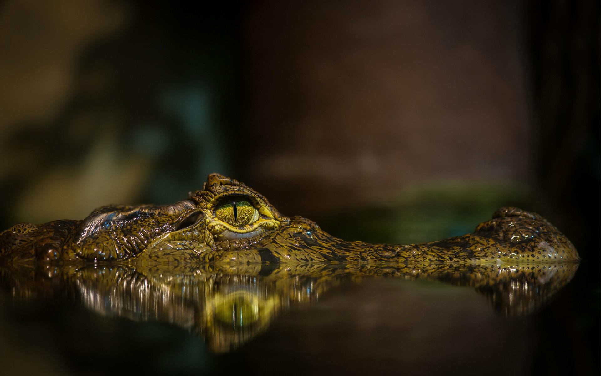 Crocodile HD Wallpapers