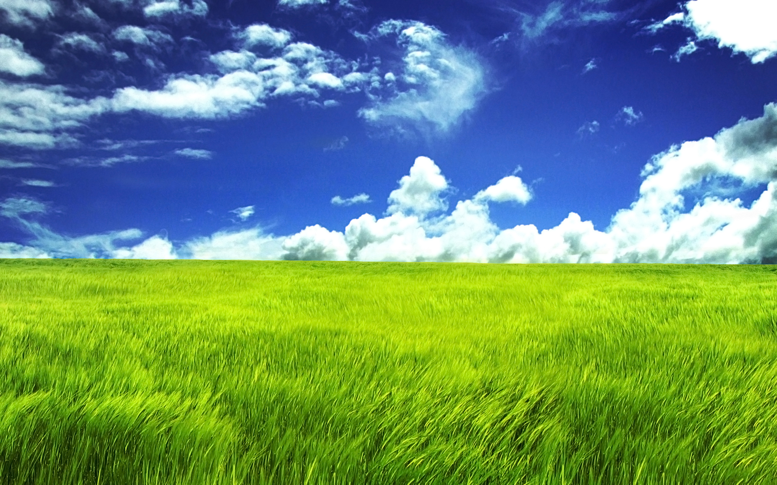 Grass HD Wallpapers