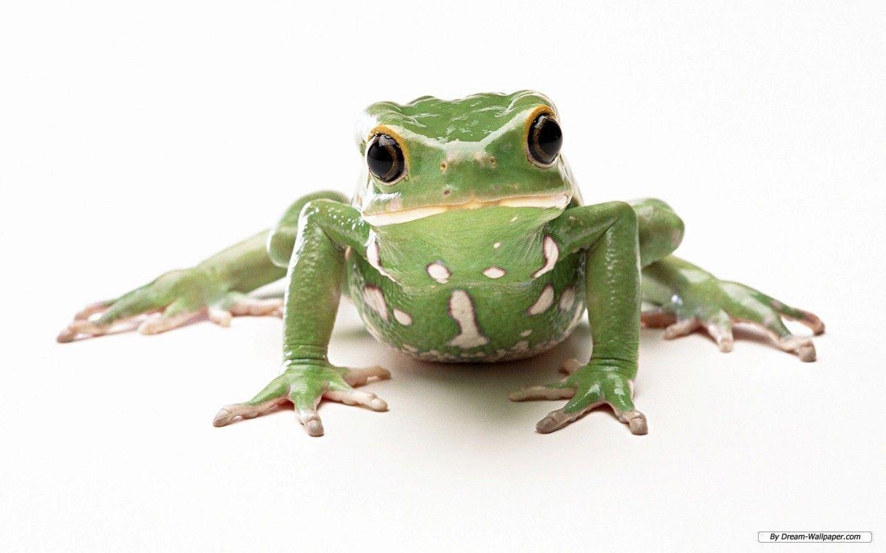 Frog Wallpaper!