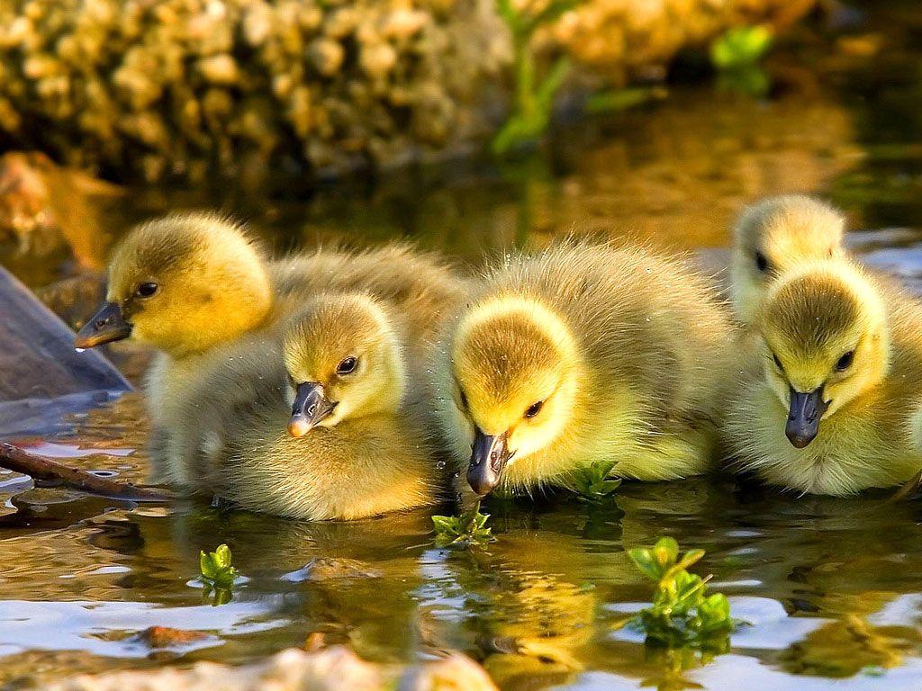 Baby Duck Wallpapers 13934 ~ HDWallSource