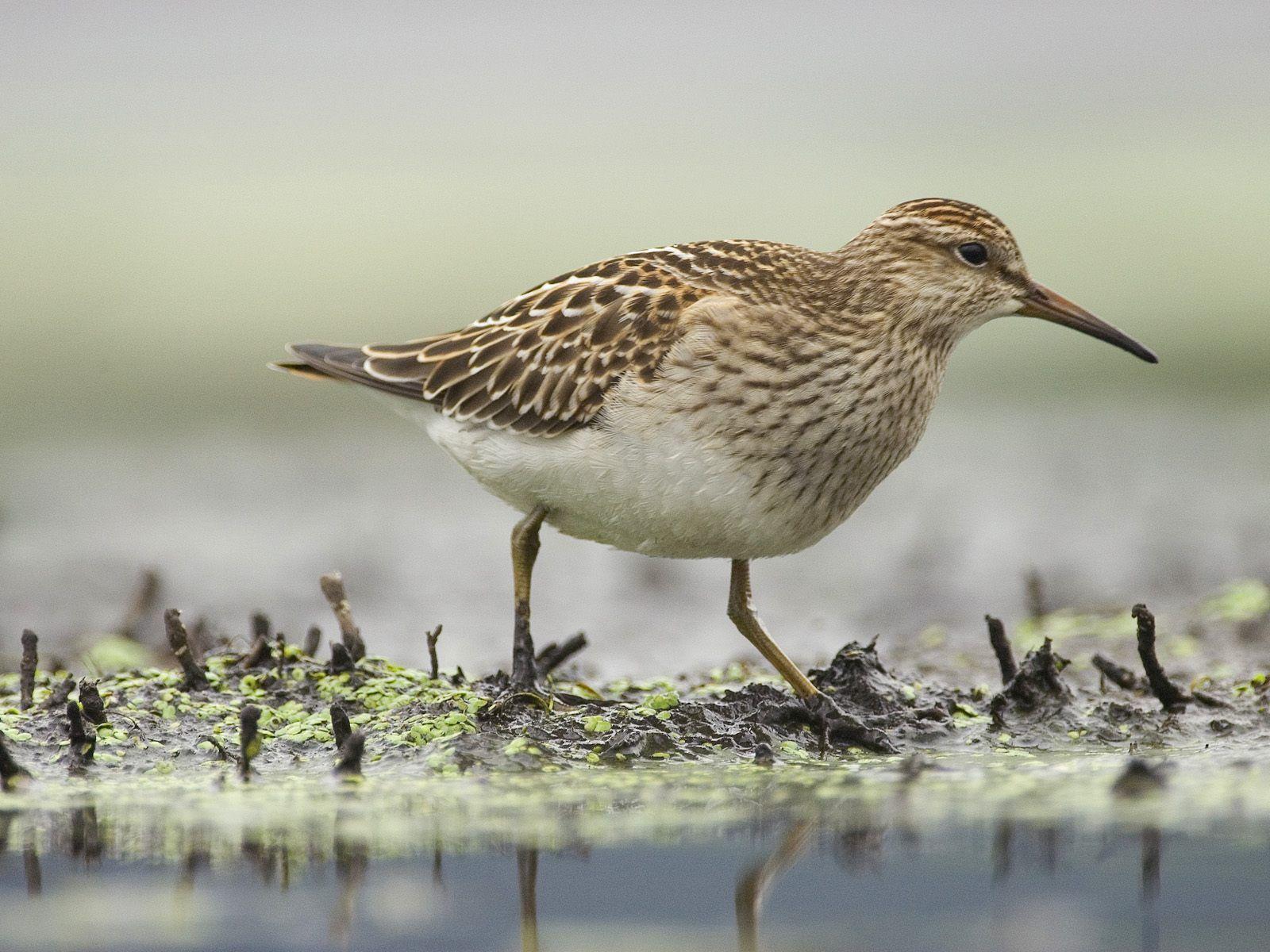 Sandpiper wallpapers