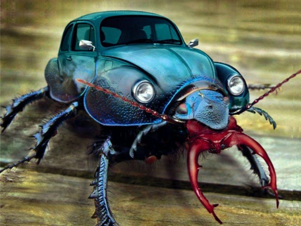 Beetle Bug Wallpapers