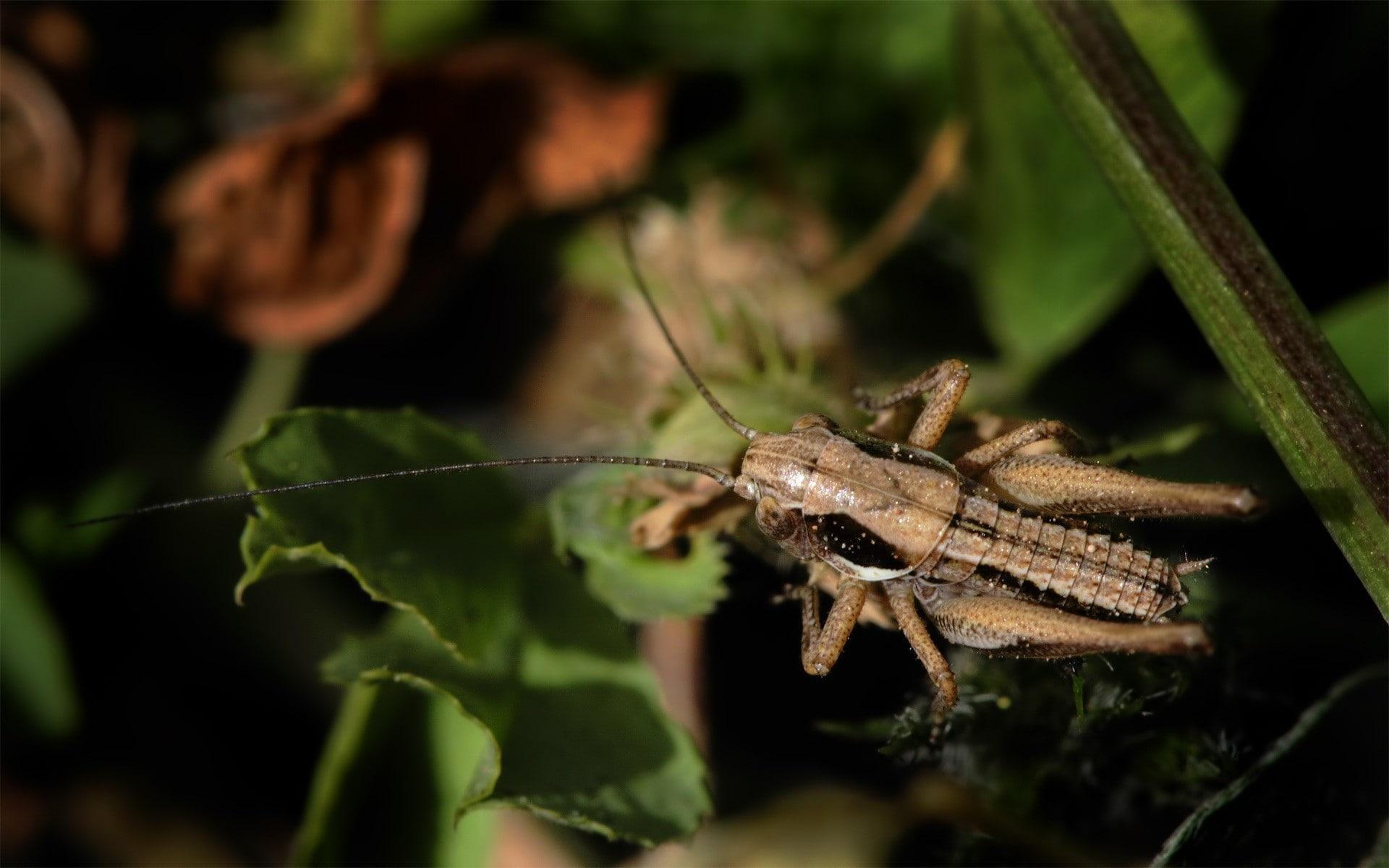 Bush cricket 1080P, 2K, 4K, 5K HD wallpapers free download