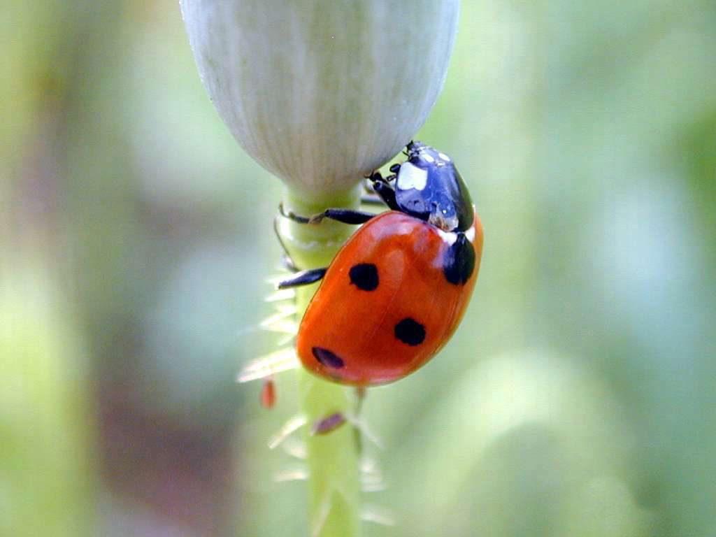 Beautiful Ladybird beetle photos