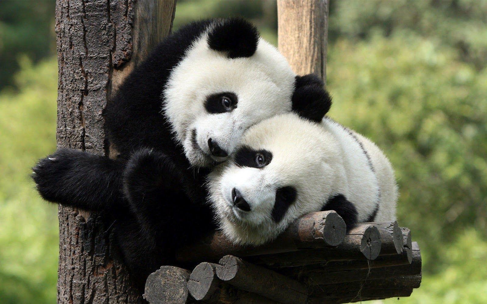 Two panda bears in a tree wallpapers