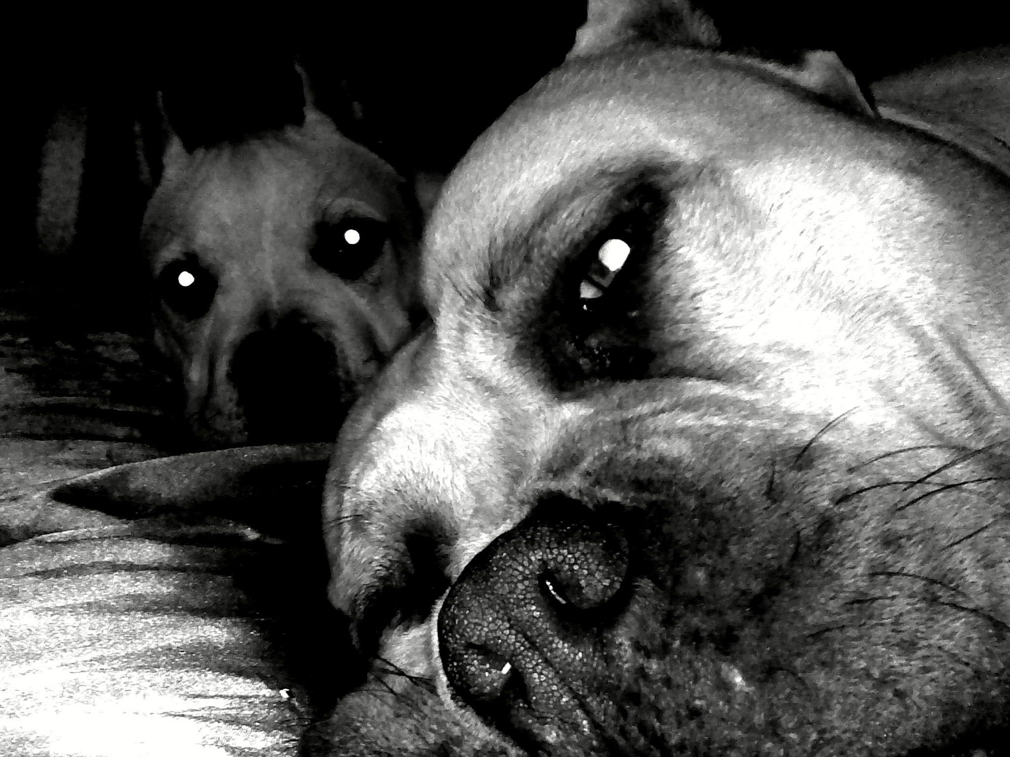 Pix For > Pit Bulls Wallpapers