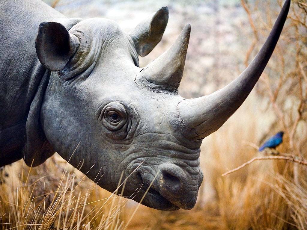 Rhino Wallpapers HD Download