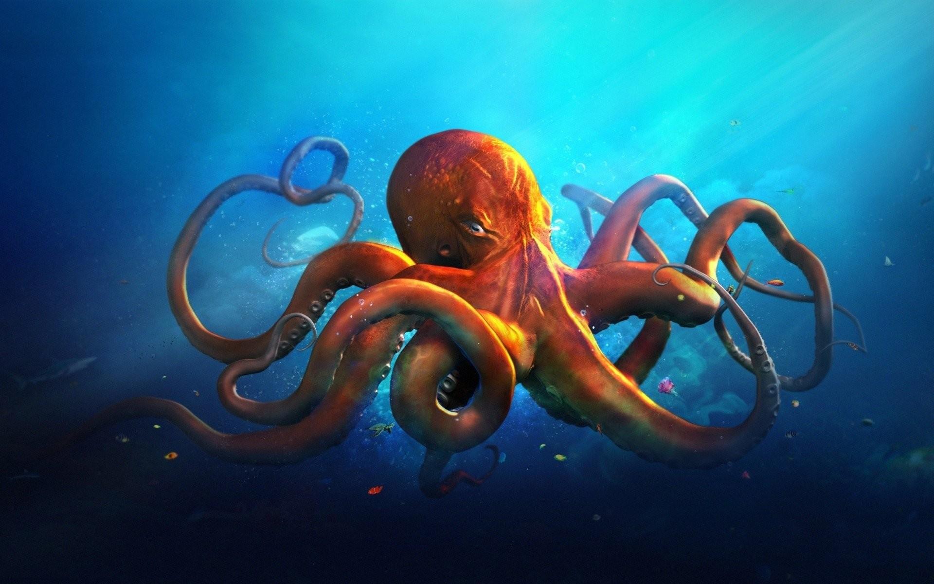 HD Octopus Wallpapers