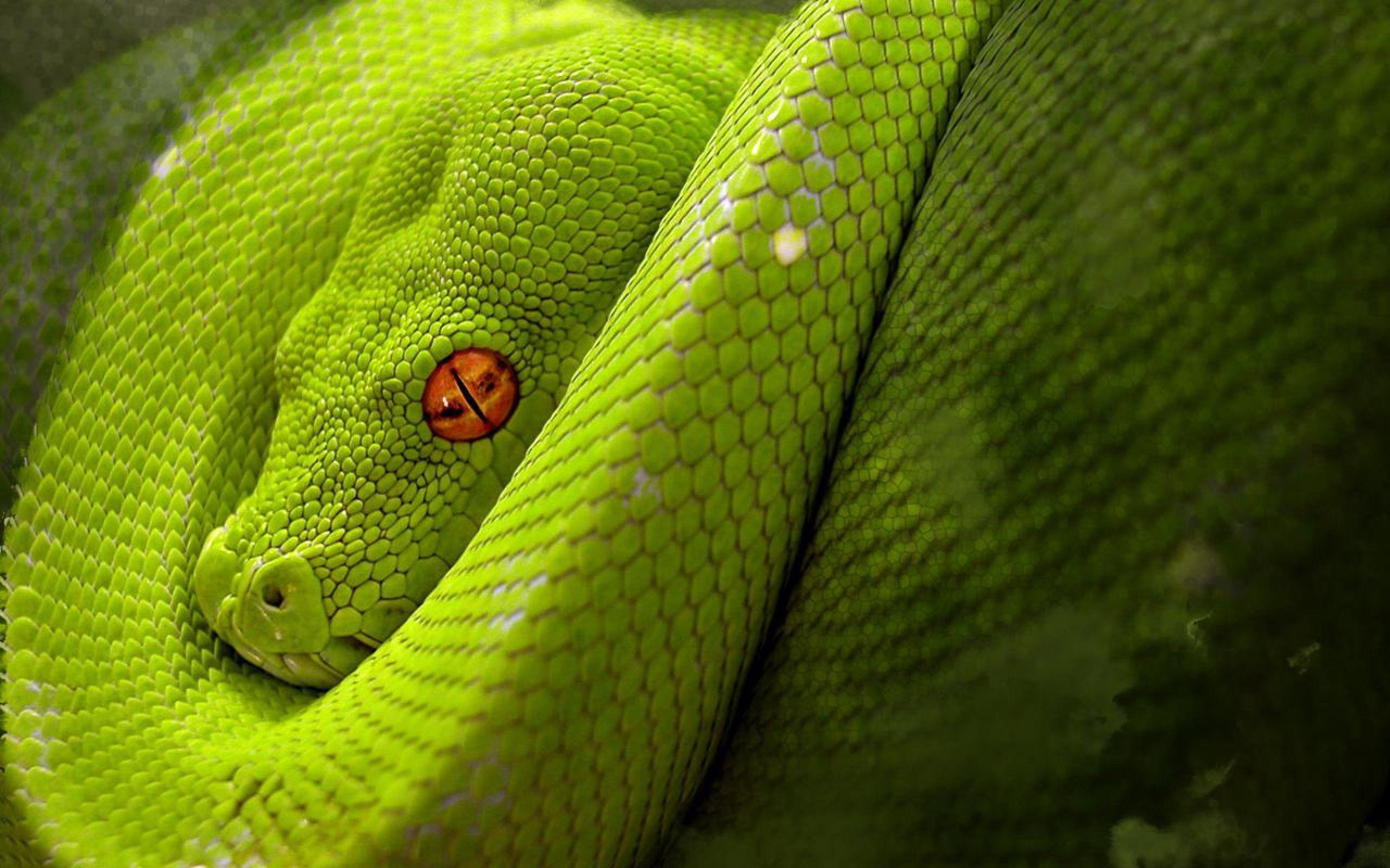 Astonishing Snake Desktop Wallpapers PX ~ Snake Wallpapers #