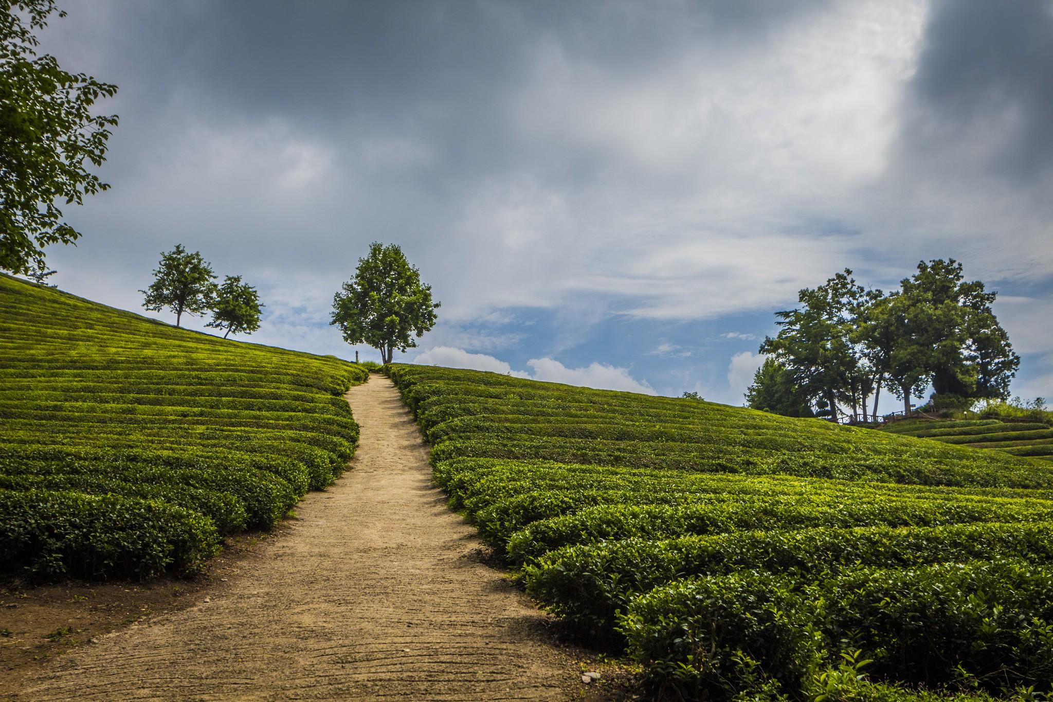 Stunning Pictures of South Korea’s Tea Plantations