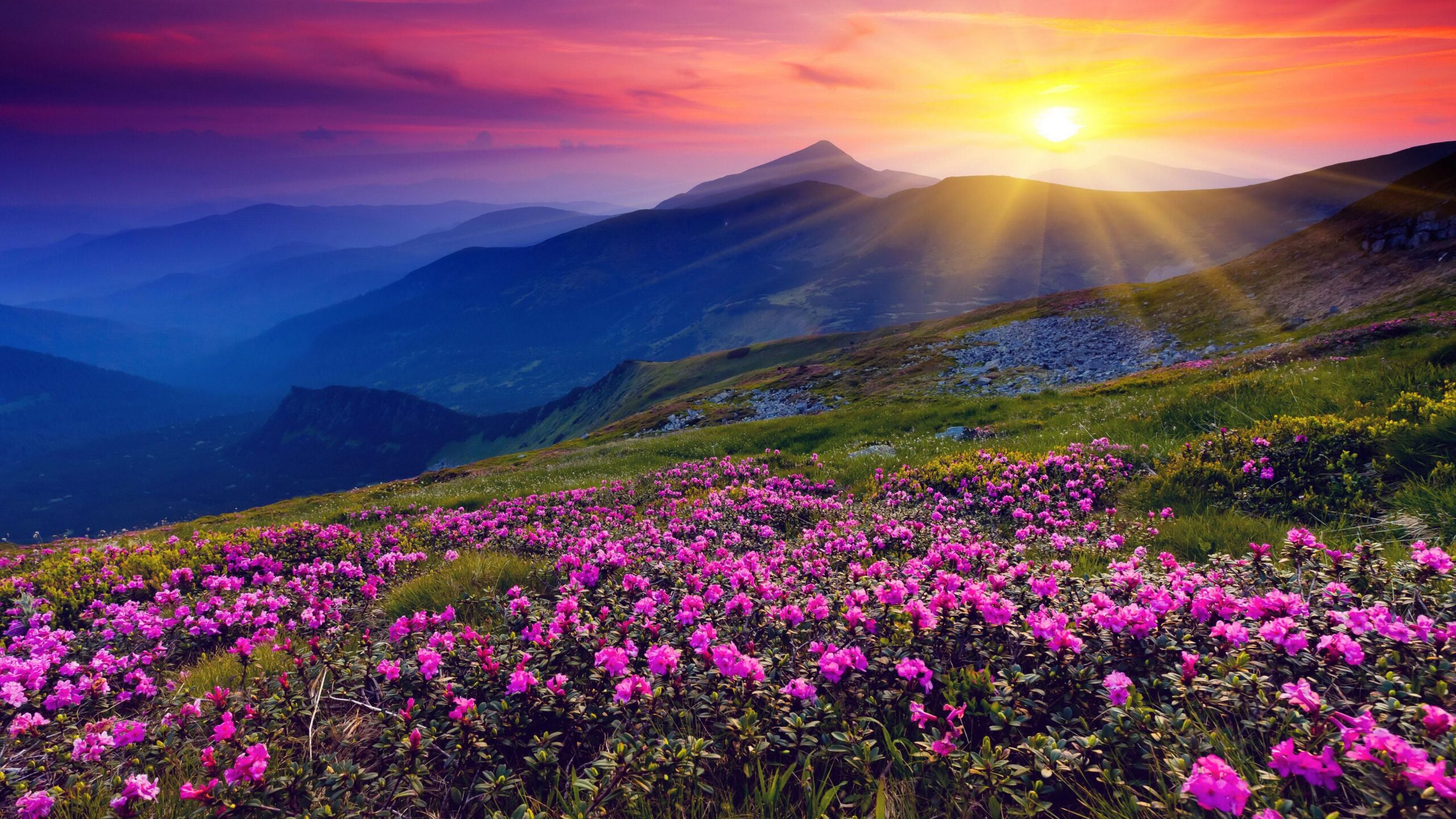 Flowers Hills Landscape Sunrise Wallpapers HD Free Desktop Mobile