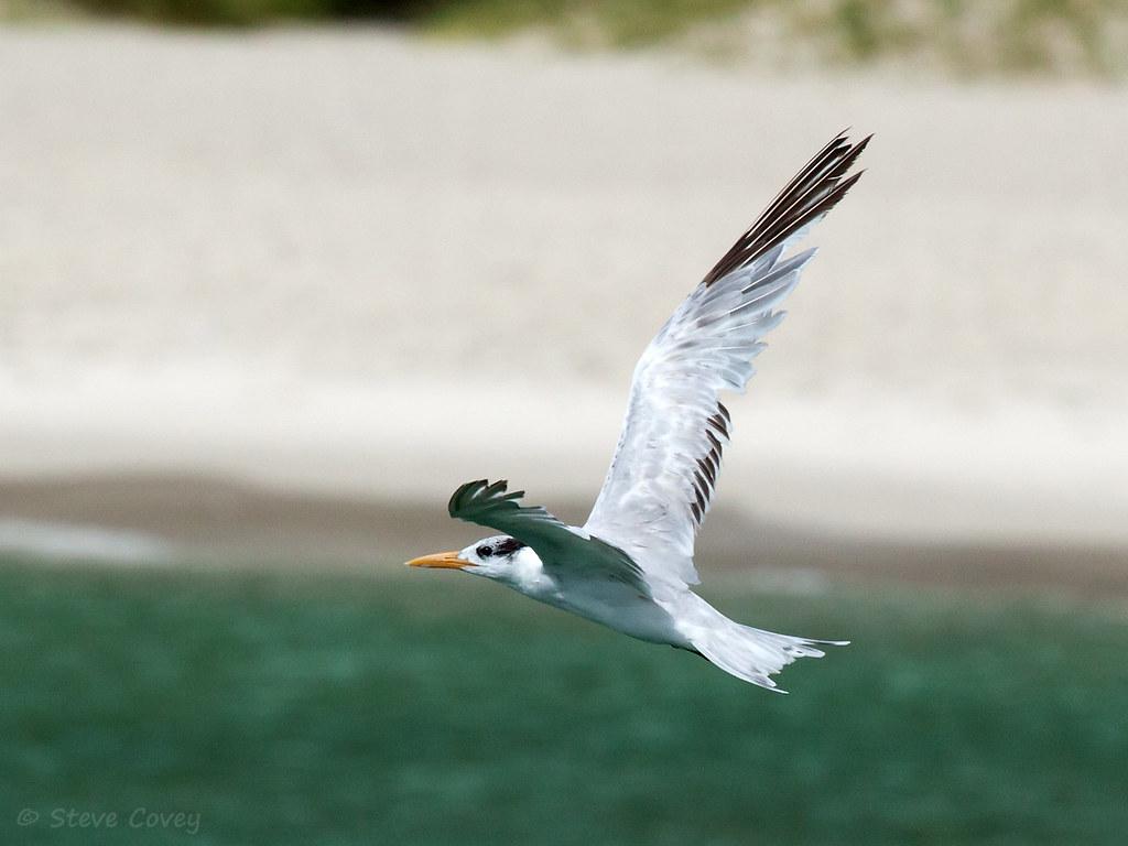 Royal Tern