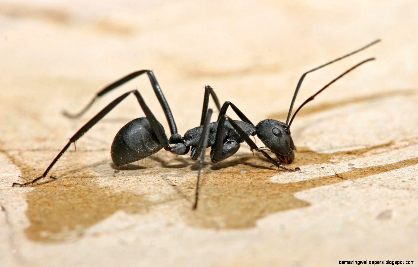 Black Ants Vs Carpenter Ants