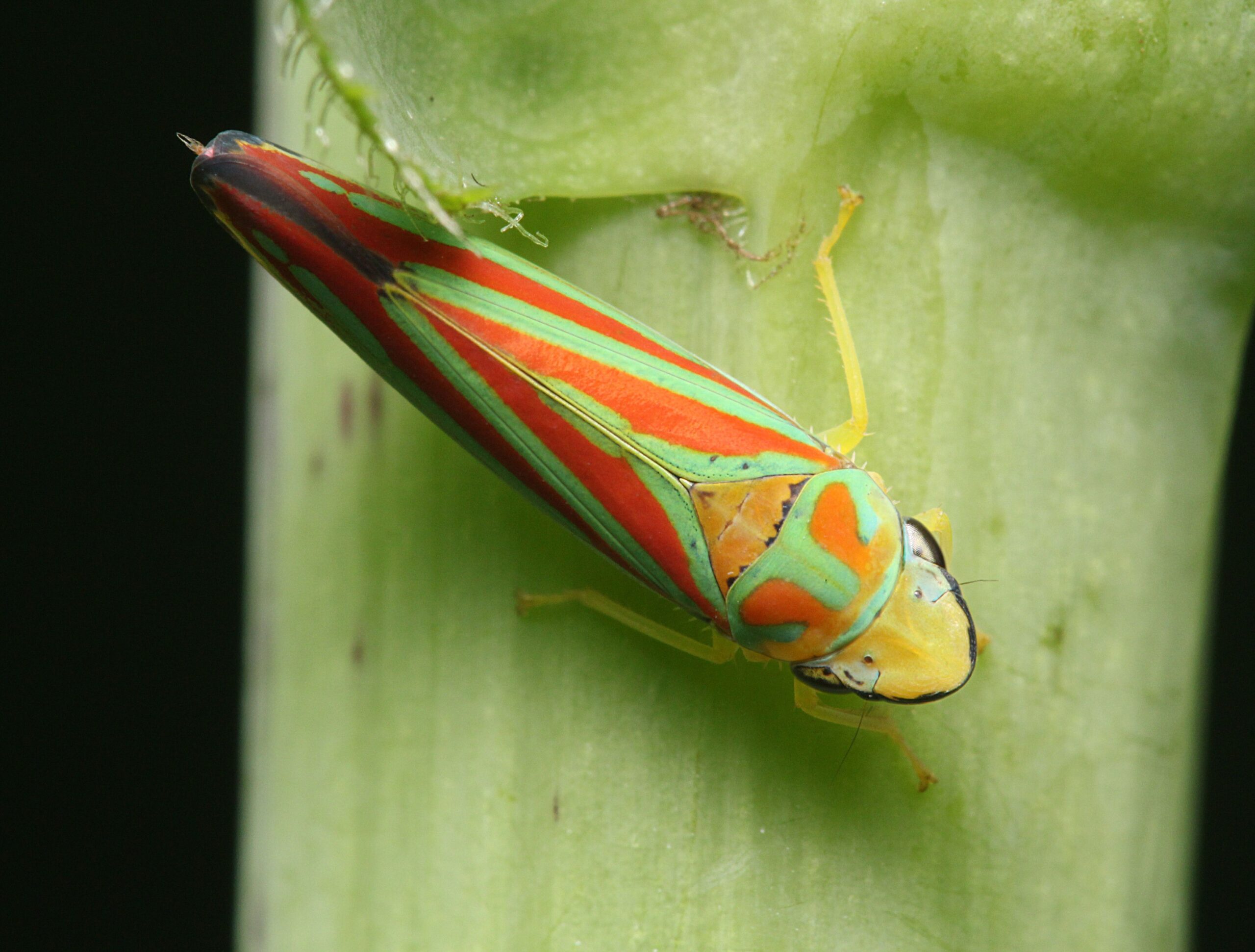 Leafhopper Free HD Wallpapers Image Backgrounds