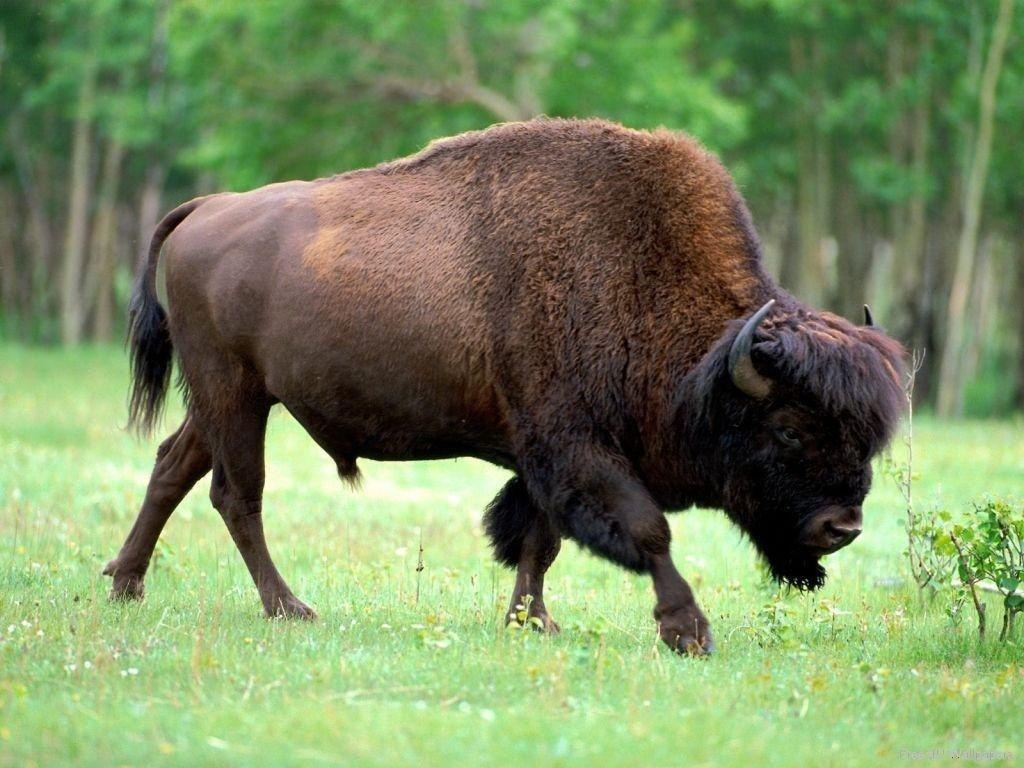 Bison