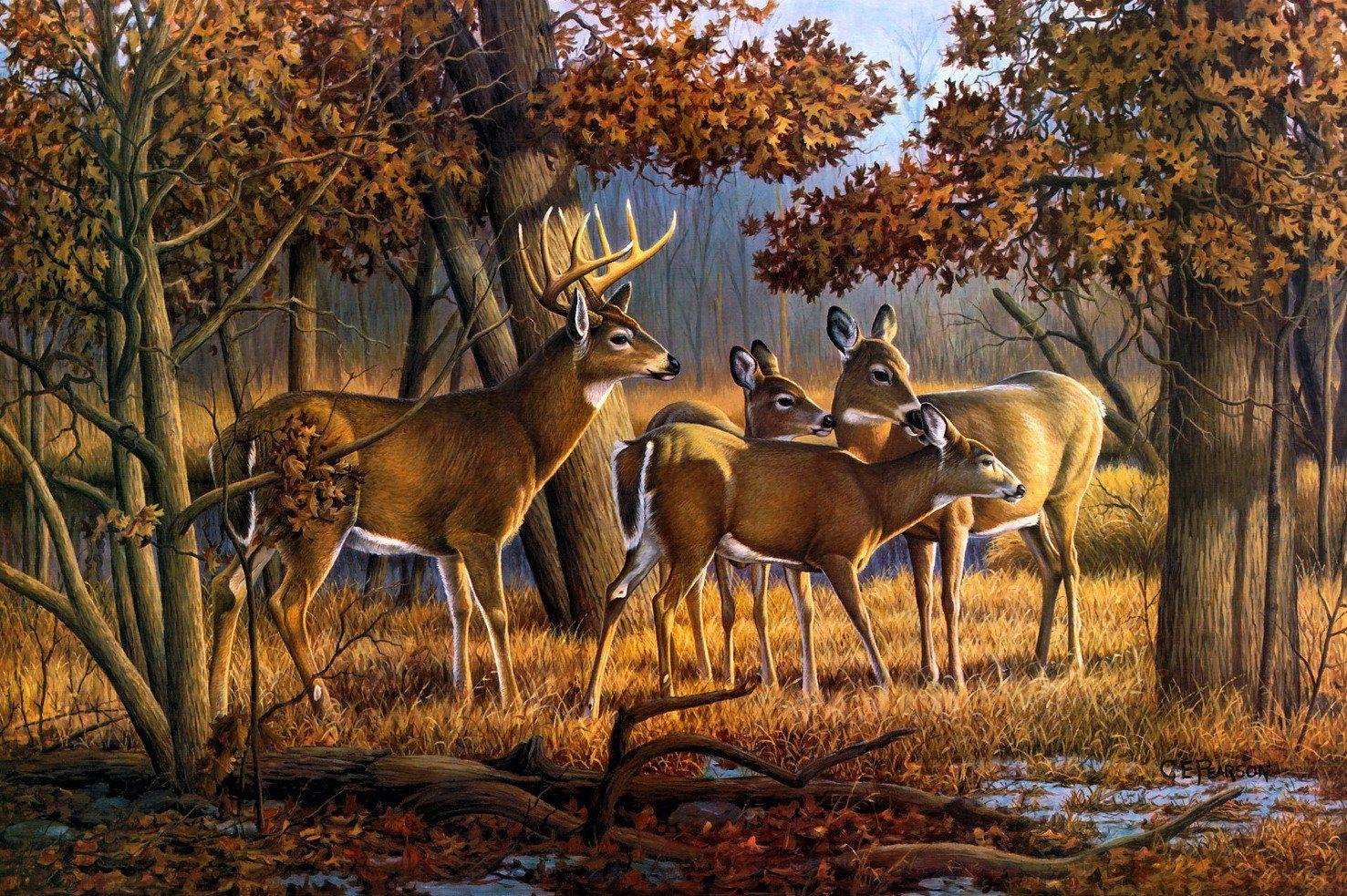 Deer Wallpapers 10