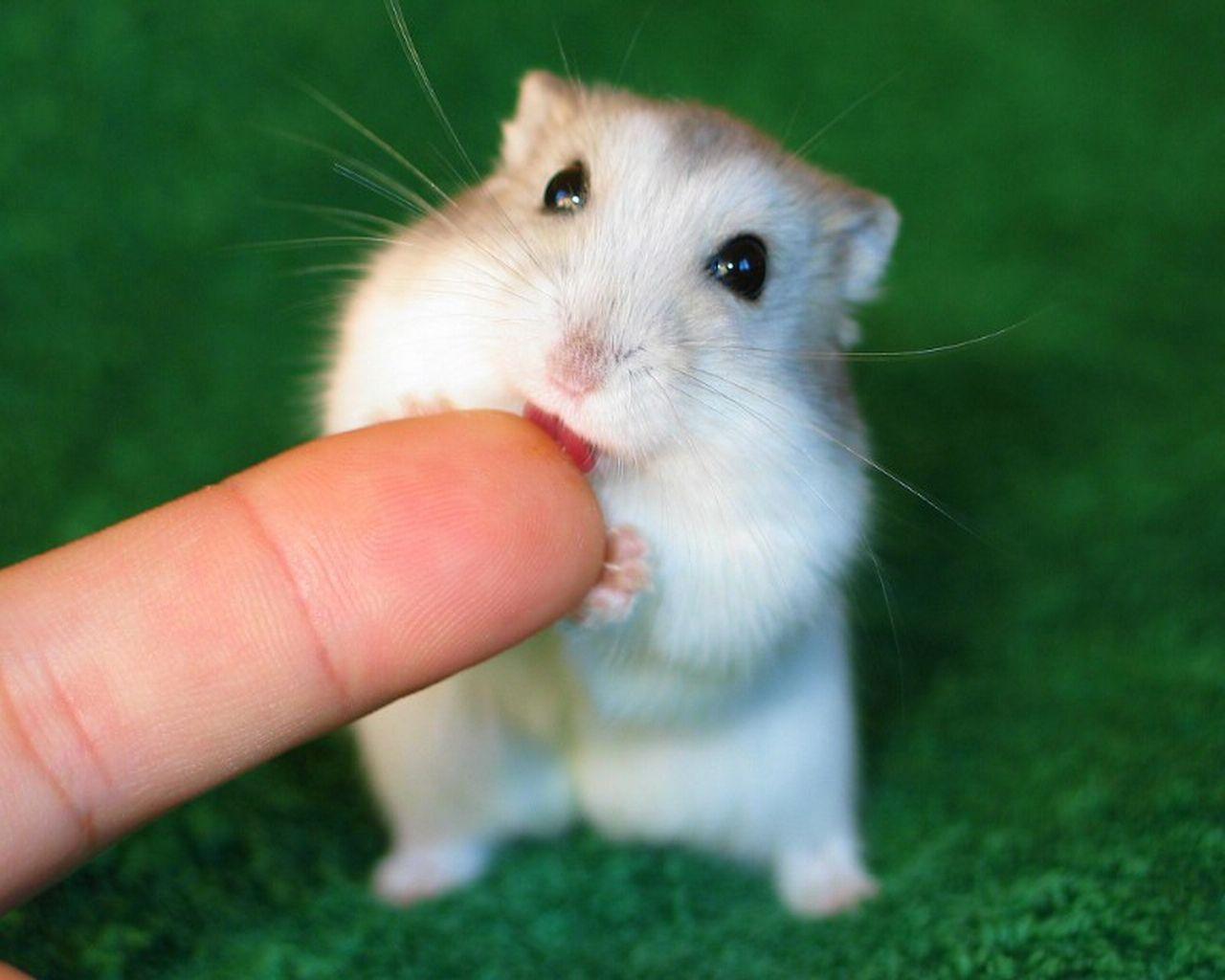 Cute Hamster Wallpapers