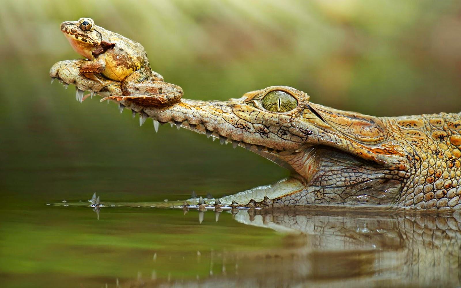 Crocodile With A Frog On His Snout