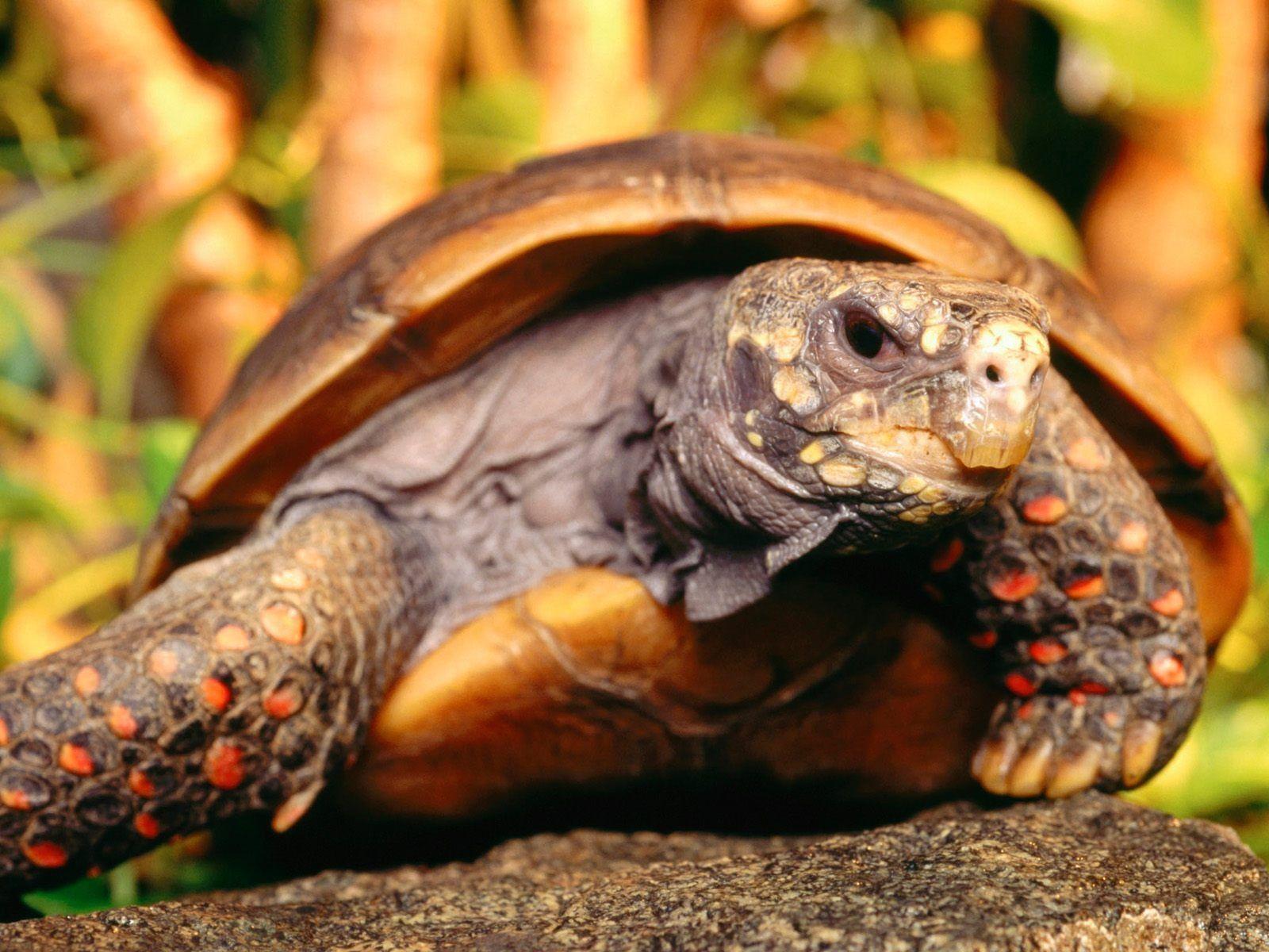 Tortoise wallpapers wallpapers for free download about