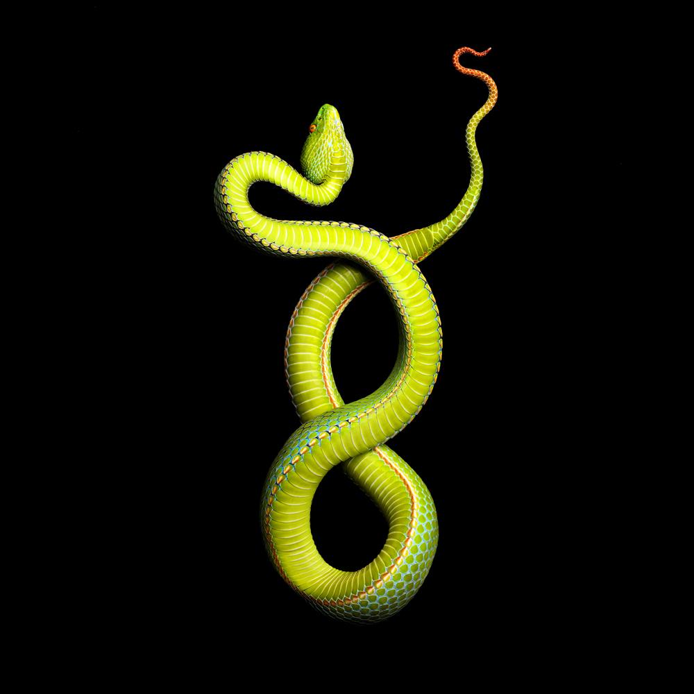 Vivid Snake Photos Come at a Cost