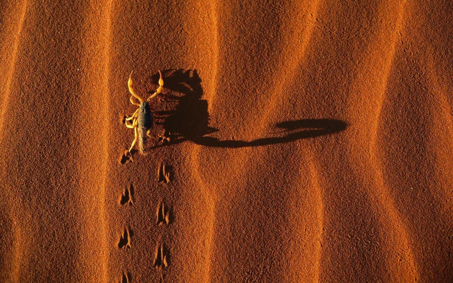 Namibia national park landscapes scorpions shadows wallpapers