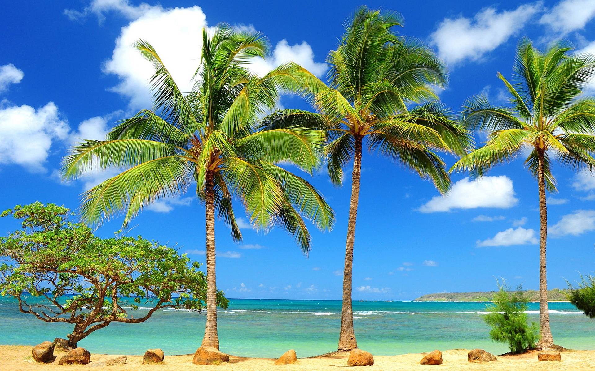 HD Palm Tree Wallpapers and Photos HD Beach Wallpapers