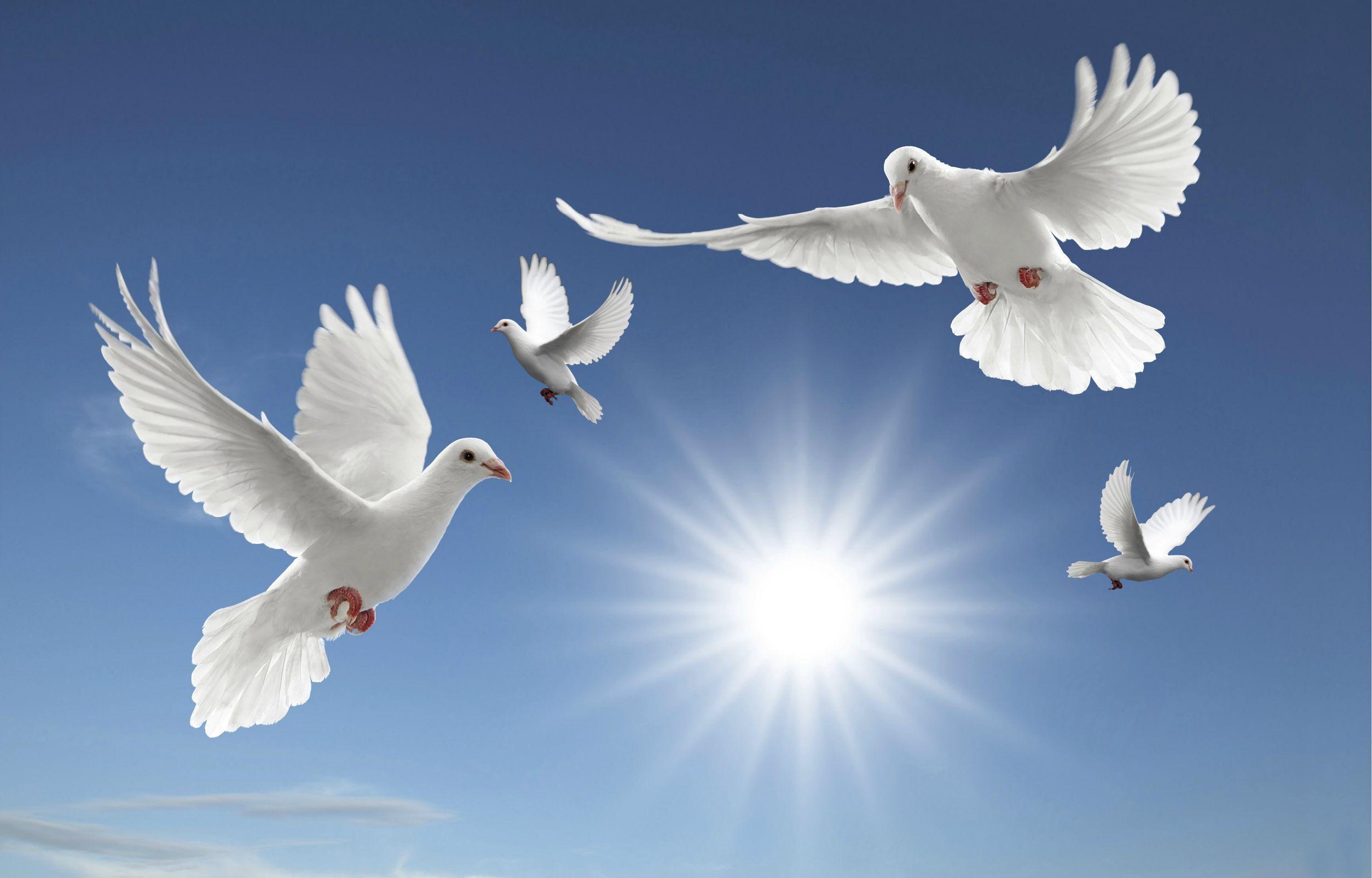 Dove Wallpapers: Find best latest Dove Wallpapers in HD for your PC