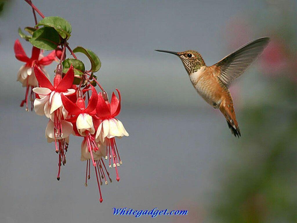 Wallpapers For > Hummingbird Wallpapers