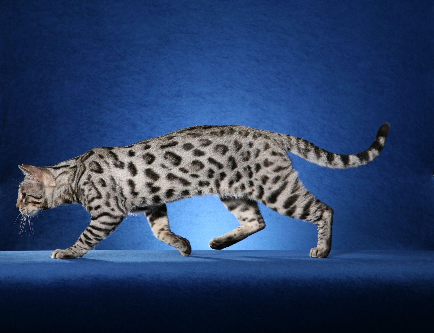 Bengal Cat Wallpapers