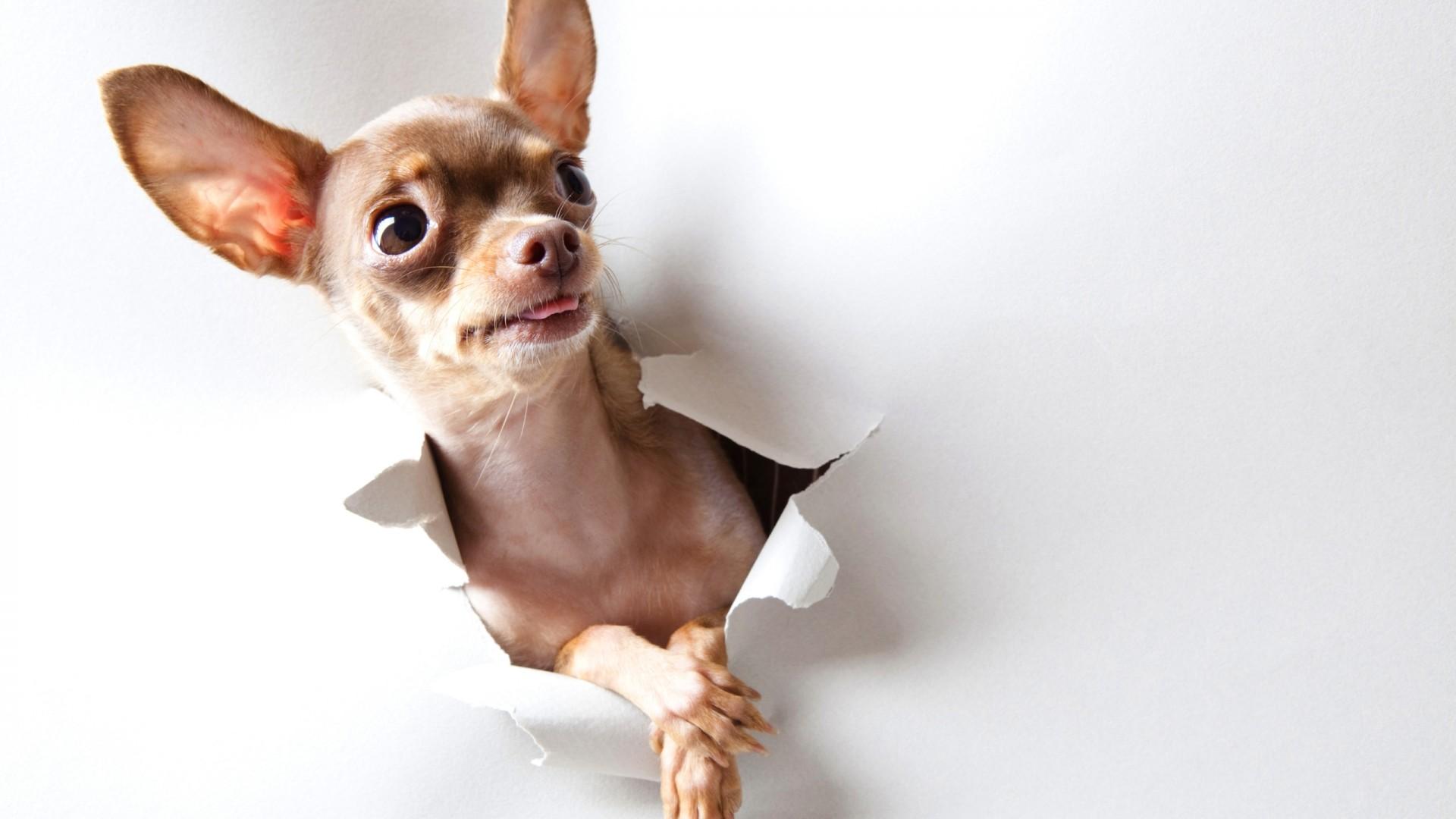 47+ Teacup Chihuahua Wallpapers