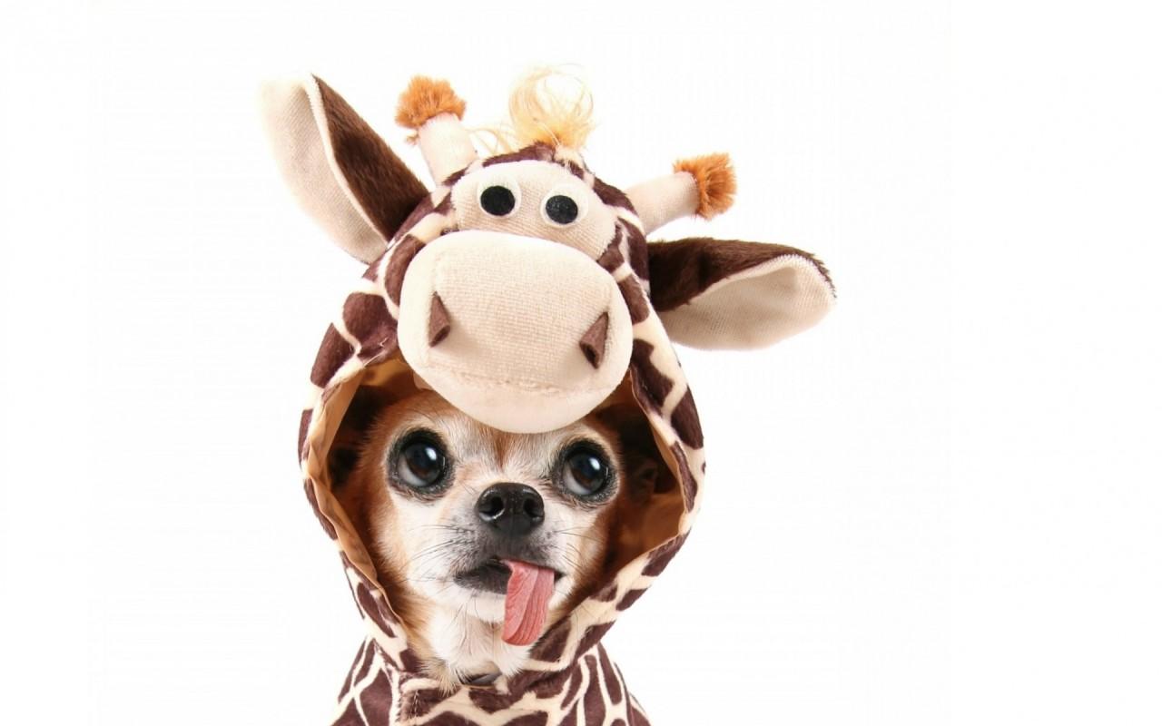 Chihuahua Giraffe Costum wallpapers