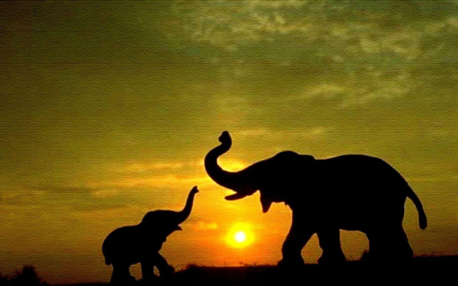 Elephant Wallpapers Art