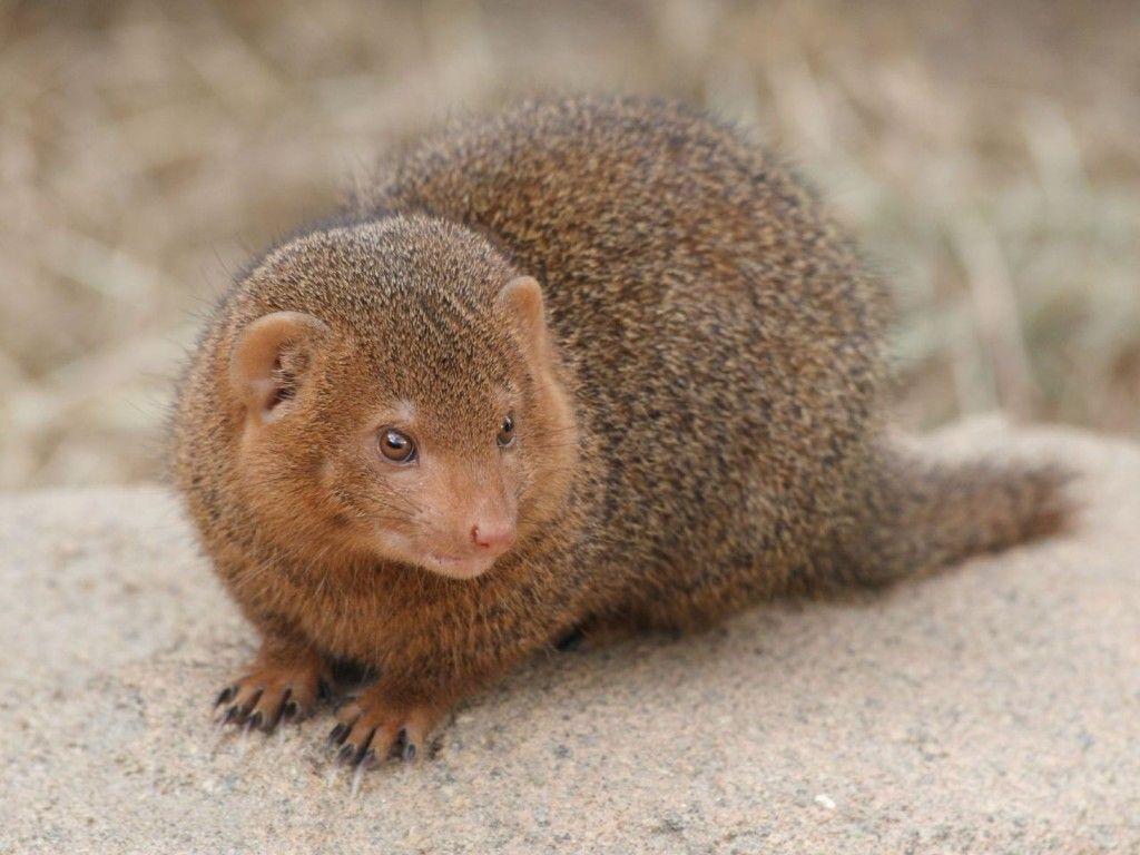 Dwarf Mongoose Wallpapers