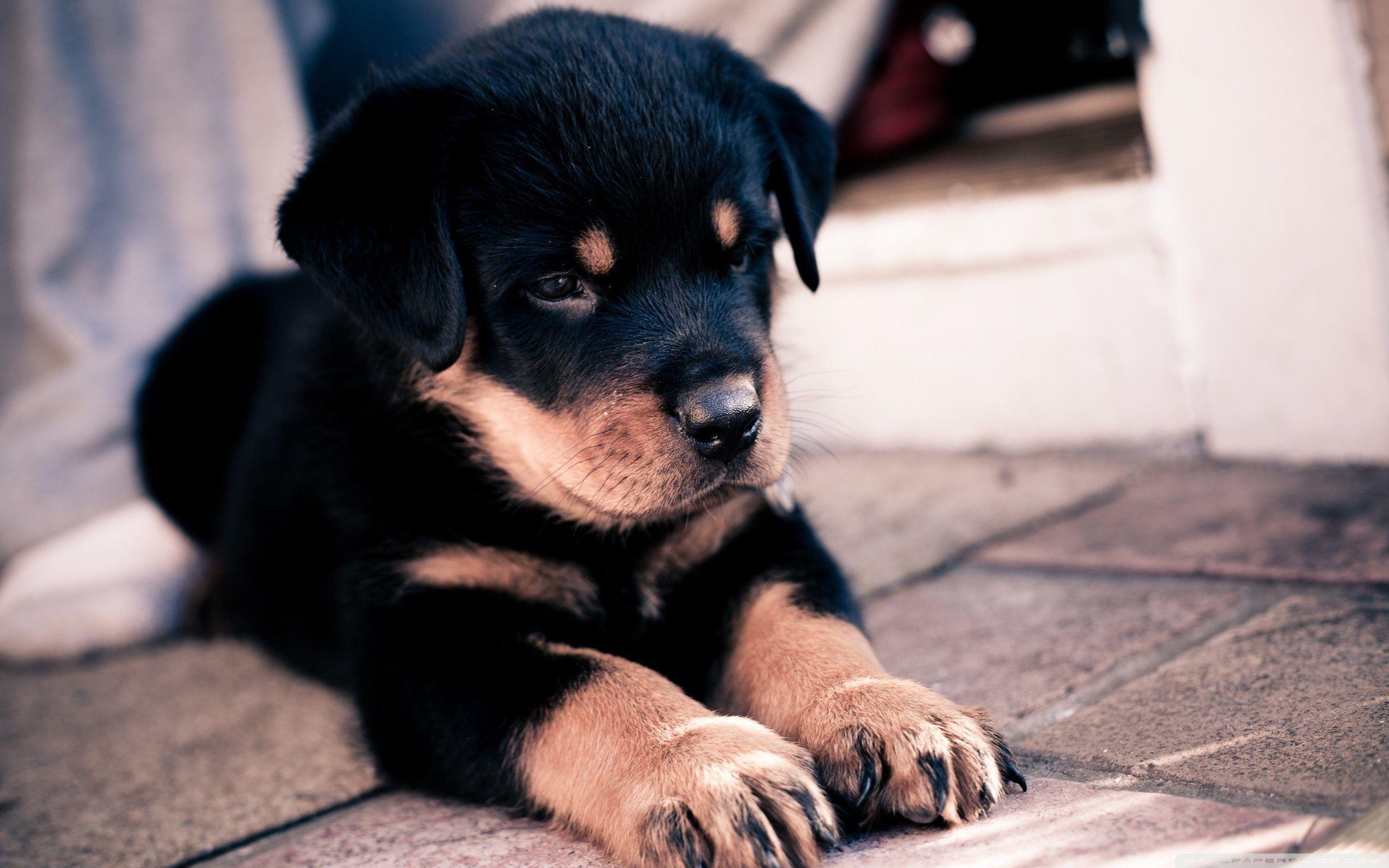 Cute Rottweiler Puppy HD desktop wallpapers : High Definition