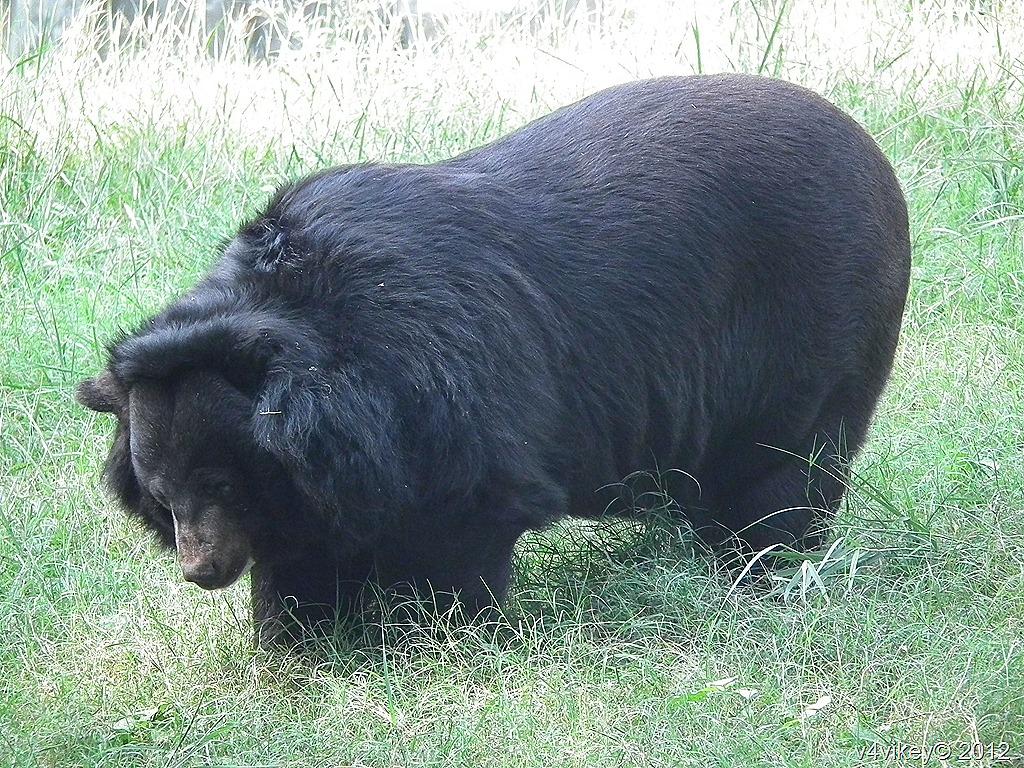 Sloth Bear « Wallpapers Tadka