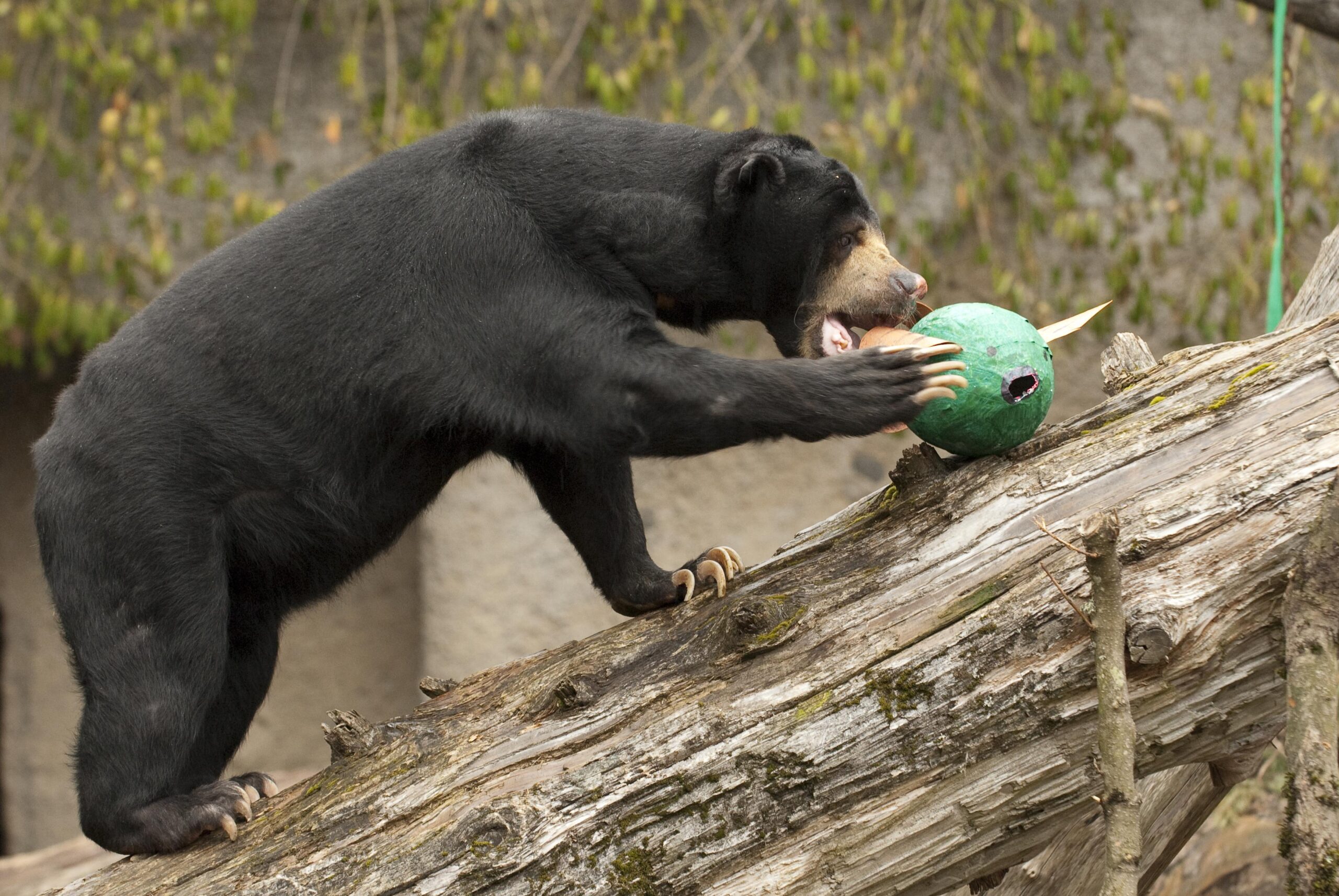 Sun Bear Image