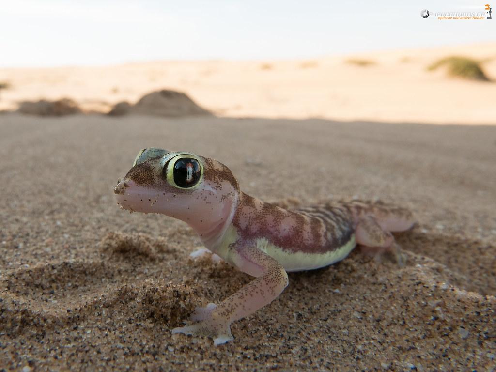 Namib sand gecko